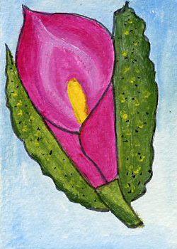Cala Lily Shirley Diedrich Fitchburg WI watercolor & pen
